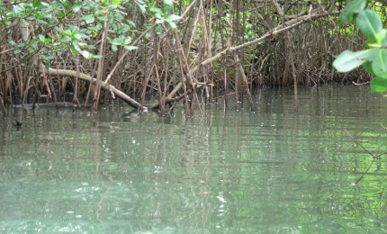 Visite de la mangrove en kayak